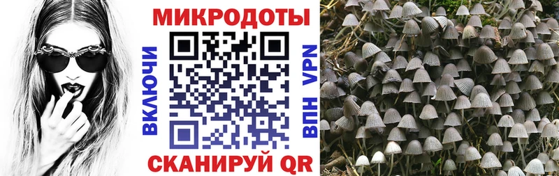 нарко площадка клад  Циолковский  Псилоцибиновые грибы MAGIC MUSHROOMS 